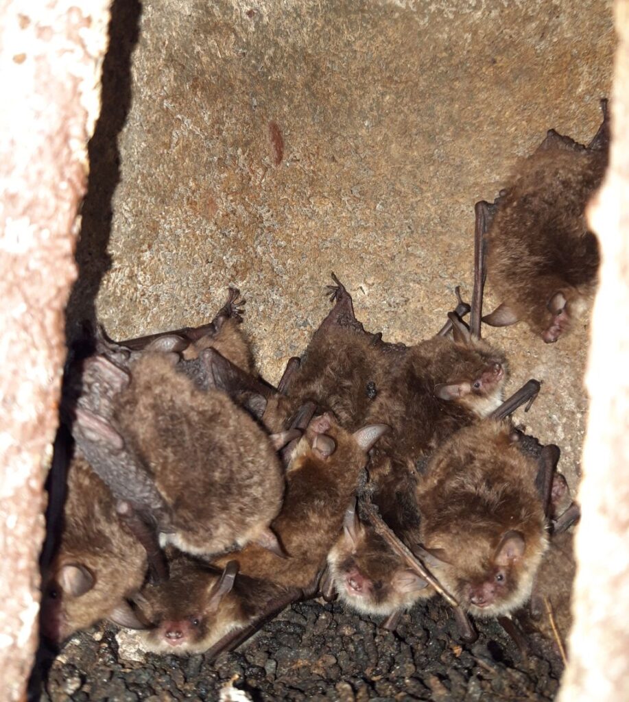 Unsere ersten Fransenfledermäuse auf der Wiese.